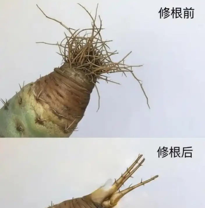 買回來的仙人掌球乾癟腐根？老花匠教你5個關鍵操作，新手也能養出胖球球