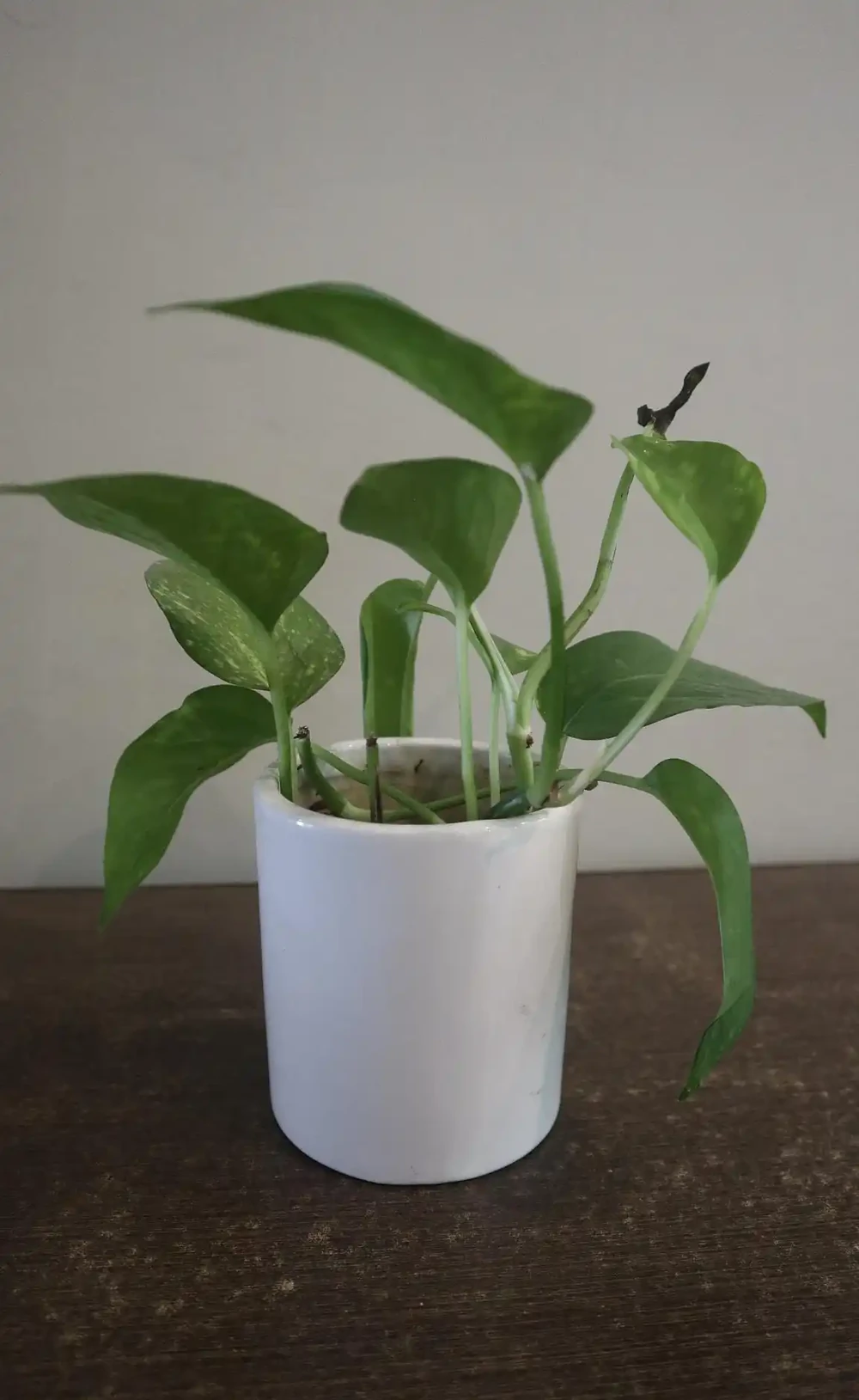 海芋總養死？學會這招分叢法，1盆變10盆