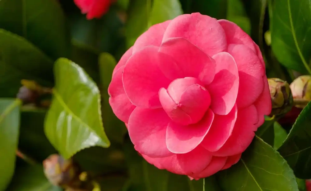 5月茶花施肥別瞎來,牢記4點,葉片油亮、花芽冒不停!