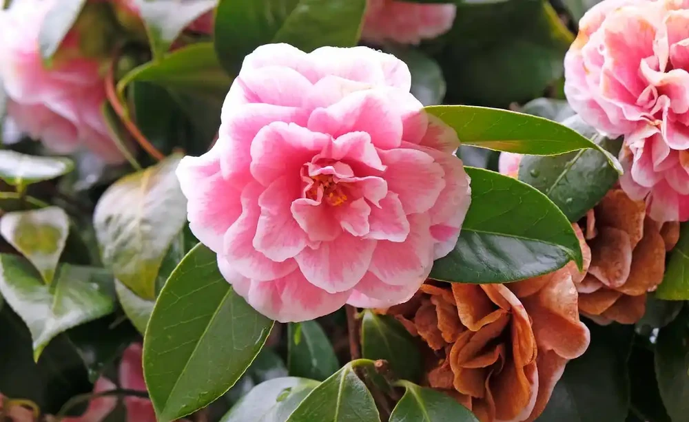 5月茶花施肥別瞎來,牢記4點,葉片油亮、花芽冒不停!
