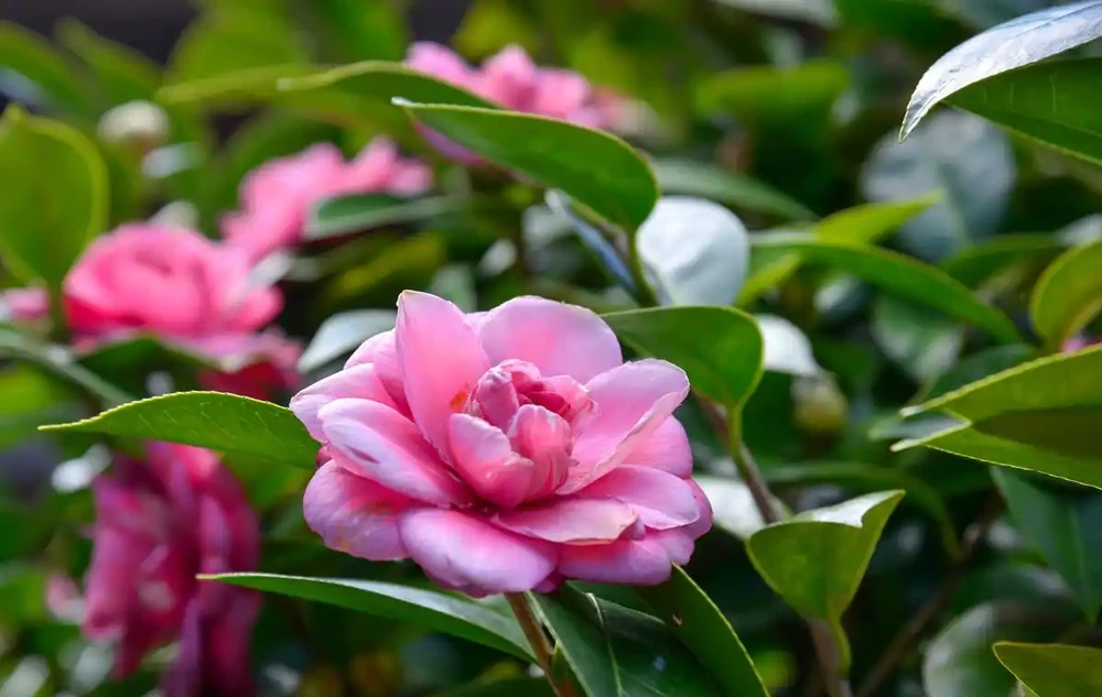 5月茶花施肥別瞎來,牢記4點,葉片油亮、花芽冒不停!