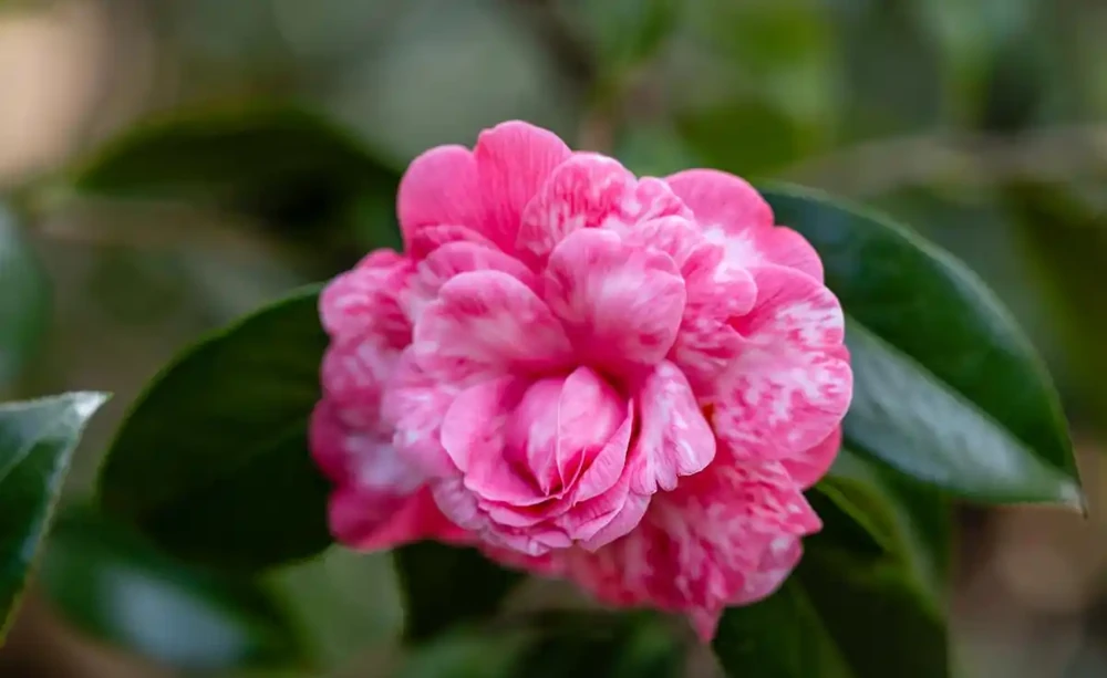 5月茶花施肥別瞎來,牢記4點,葉片油亮、花芽冒不停!