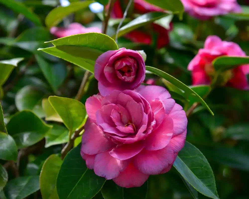 5月茶花施肥別瞎來,牢記4點,葉片油亮、花芽冒不停!