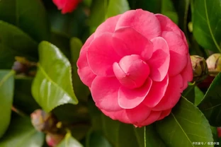 5月茶花施肥別瞎來，牢記4點，葉片油亮、花芽冒不停！