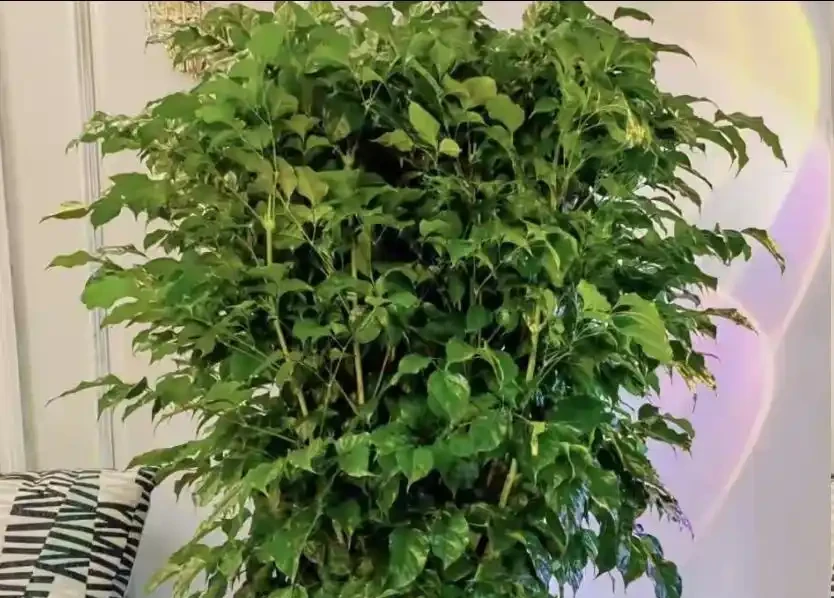 夏天養幸福樹,別瞎澆水!做好3點,葉片油綠不黃葉