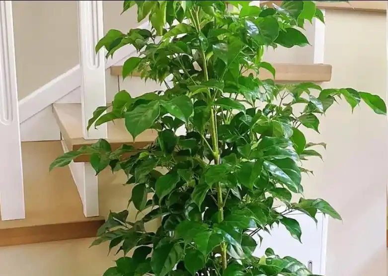 夏天養幸福樹,別瞎澆水!做好3點,葉片油綠不黃葉