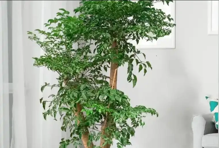 夏天養幸福樹,別瞎澆水!做好3點,葉片油綠不黃葉