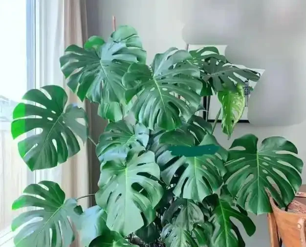 龜背芋『小菜葉』的救星來了！過期牛奶+2塊錢硫酸亞鐵交替喂，葉片瘋狂長，老樁粗如樹！