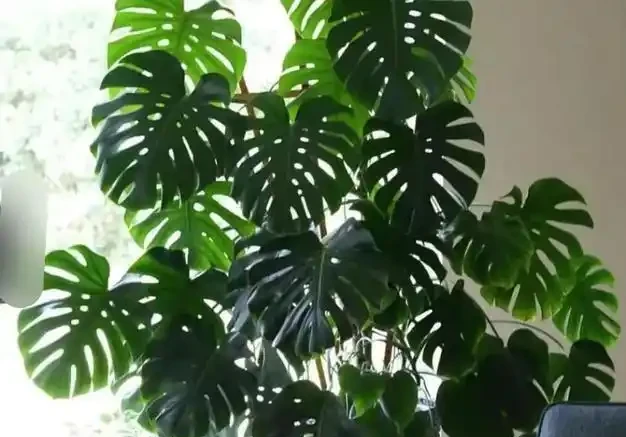 龜背芋『小菜葉』的救星來了！過期牛奶+2塊錢硫酸亞鐵交替喂，葉片瘋狂長，老樁粗如樹！