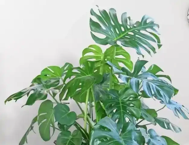 龜背芋『小菜葉』的救星來了！過期牛奶+2塊錢硫酸亞鐵交替喂，葉片瘋狂長，老樁粗如樹！