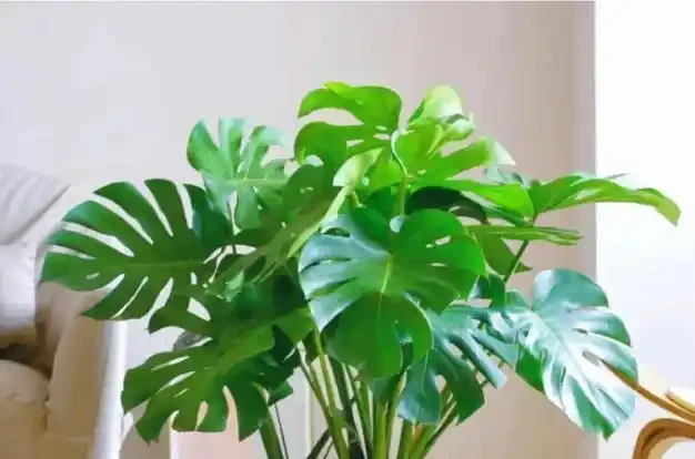 龜背芋『小菜葉』的救星來了！過期牛奶+2塊錢硫酸亞鐵交替喂，葉片瘋狂長，老樁粗如樹！