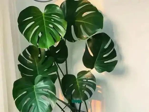 龜背芋『小菜葉』的救星來了！過期牛奶+2塊錢硫酸亞鐵交替喂，葉片瘋狂長，老樁粗如樹！