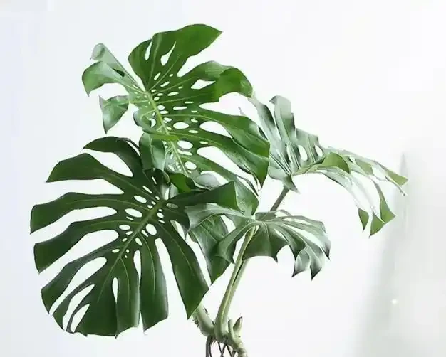 龜背芋『小菜葉』的救星來了！過期牛奶+2塊錢硫酸亞鐵交替喂，葉片瘋狂長，老樁粗如樹！