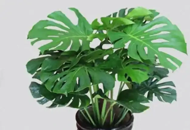 龜背芋『小菜葉』的救星來了！過期牛奶+2塊錢硫酸亞鐵交替喂，葉片瘋狂長，老樁粗如樹！
