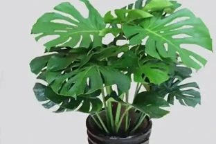 龜背芋『小菜葉』的救星來了！過期牛奶+2塊錢硫酸亞鐵交替喂，葉片瘋狂長，老樁粗如樹！