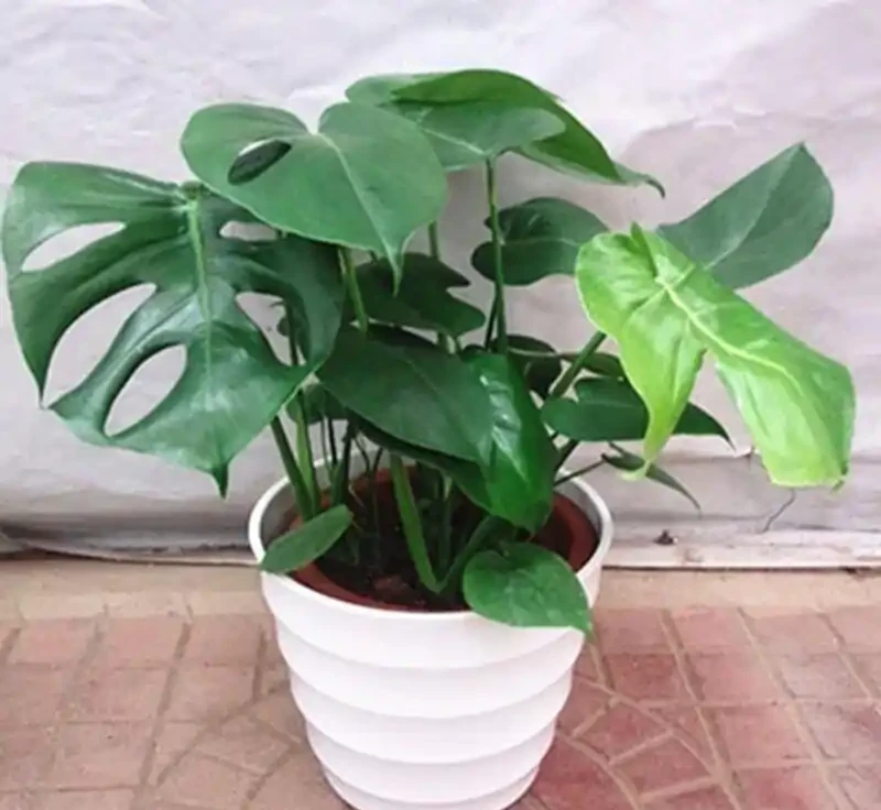 封閉陽臺黨別糾結了!龜背芋才是懶人綠植天花板,葉片自帶仙氣,養一盆美三年