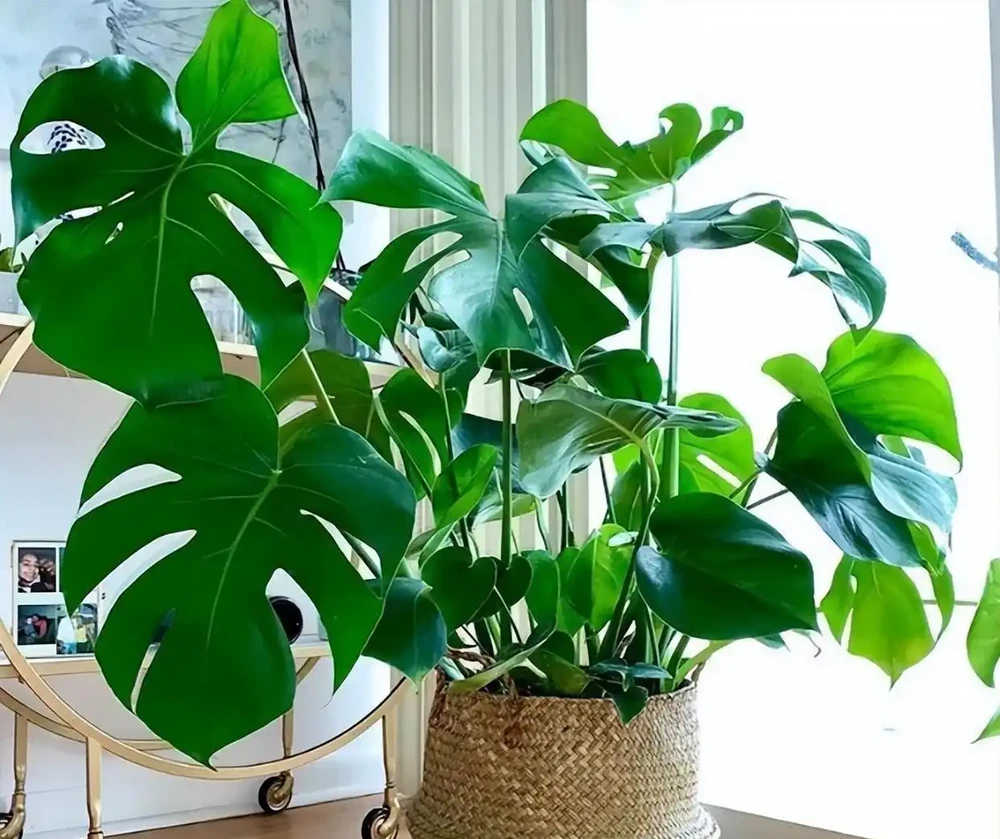 封閉陽臺黨別糾結了!龜背芋才是懶人綠植天花板,葉片自帶仙氣,養一盆美三年