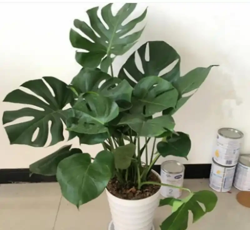 封閉陽臺黨別糾結了!龜背芋才是懶人綠植天花板,葉片自帶仙氣,養一盆美三年