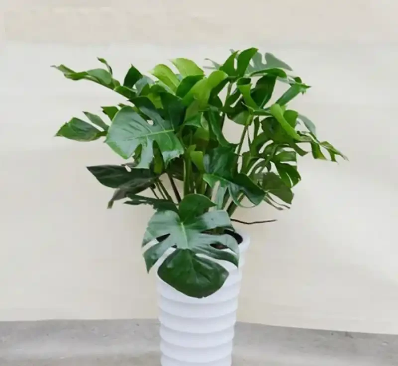 封閉陽臺黨別糾結了!龜背芋才是懶人綠植天花板,葉片自帶仙氣,養一盆美三年