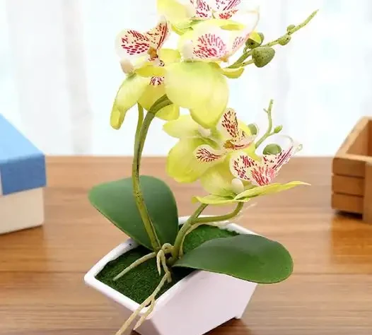養花10年才發現:蝴蝶蘭根本不用買土!路邊撿點它,比水苔好10倍,省錢又爆花
