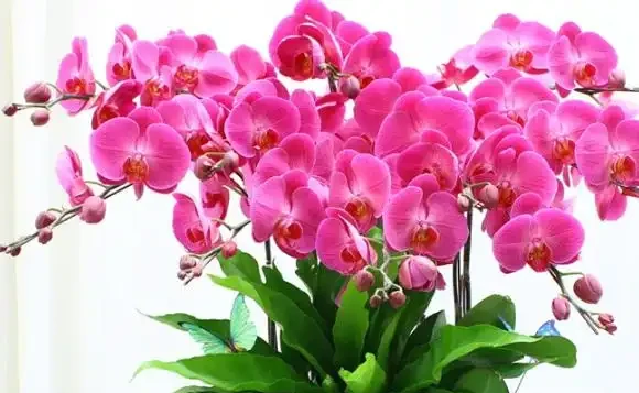 養花10年才發現:蝴蝶蘭根本不用買土!路邊撿點它,比水苔好10倍,省錢又爆花