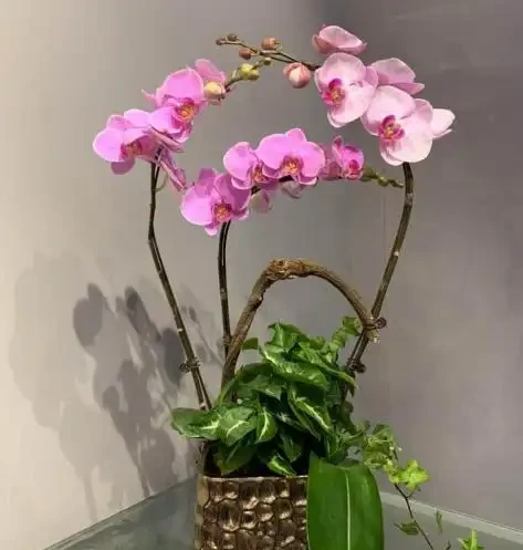 養蝴蝶蘭最怕遇到腐根?從修理到馴化復原,全套急救流程拆解,新手也能輕鬆上手