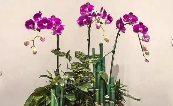 養花10年才發現:蝴蝶蘭根本不用買土!路邊撿點它,比水苔好10倍,省錢又爆花