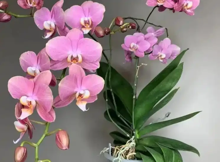 養花10年才發現:蝴蝶蘭根本不用買土!路邊撿點它,比水苔好10倍,省錢又爆花