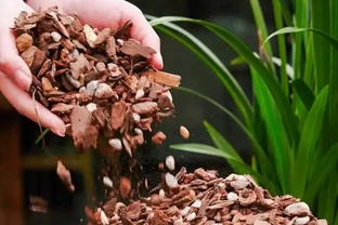 養花10年才發現：蝴蝶蘭根本不用買土！路邊撿點它，比水苔好10倍，省錢又爆花