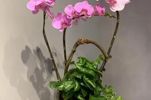 養蝴蝶蘭最怕遇到腐根？從修理到馴化復原，全套急救流程拆解，新手也能輕鬆上手