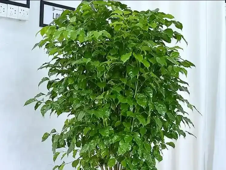 別再瞎剪幸福樹了!夏天修剪就按這來,枝繁葉茂不黃葉