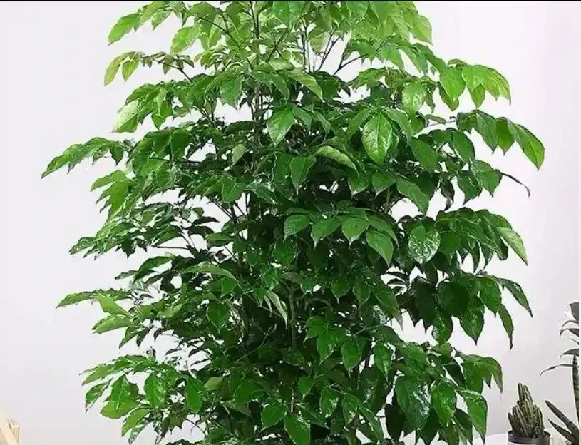 別再瞎剪幸福樹了!夏天修剪就按這來,枝繁葉茂不黃葉