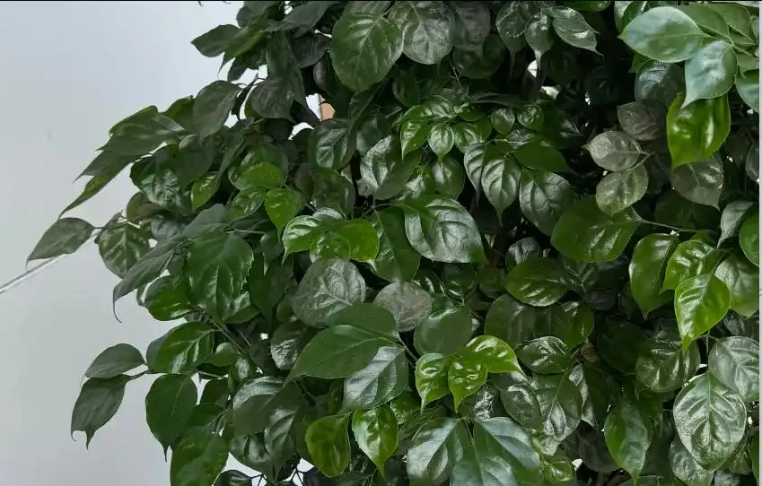 別再瞎剪幸福樹了!夏天修剪就按這來,枝繁葉茂不黃葉