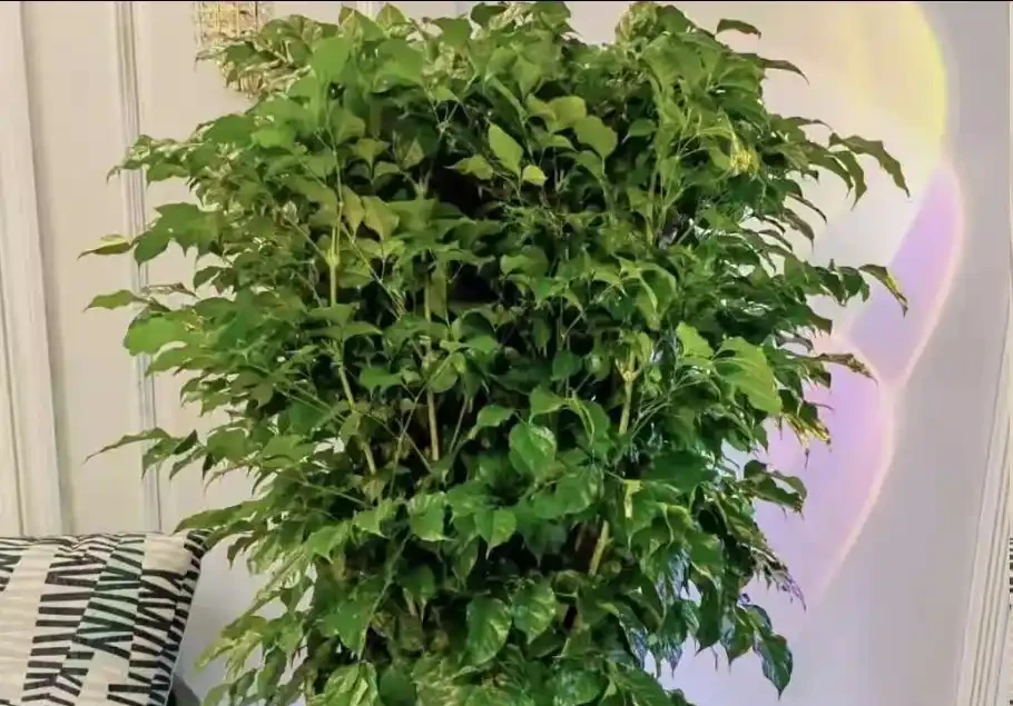 別再瞎剪幸福樹了!夏天修剪就按這來,枝繁葉茂不黃葉