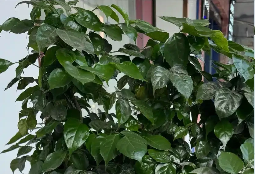 別再瞎剪幸福樹了!夏天修剪就按這來,枝繁葉茂不黃葉