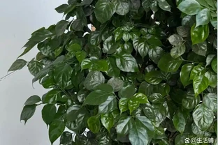 別再瞎剪幸福樹了！夏天修剪就按這來，枝繁葉茂不黃葉