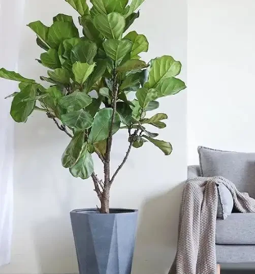 客廳放什麼植物最有格調？這6種「旺宅樹」顏值高還好養，回家就是治癒