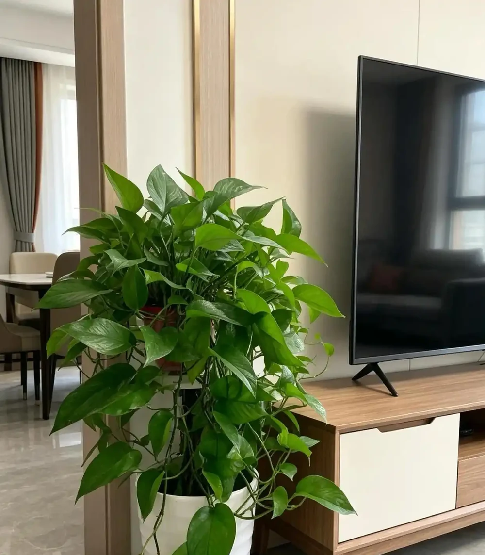 客廳放什麼植物最有格調？這6種「旺宅樹」顏值高還好養，回家就是治癒