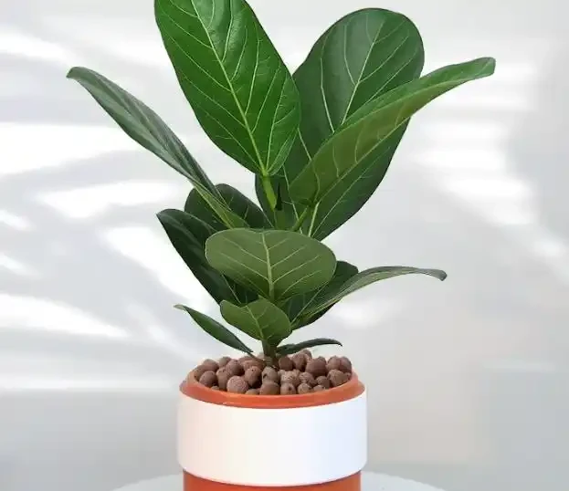 客廳放什麼植物最有格調？這6種「旺宅樹」顏值高還好養，回家就是治癒