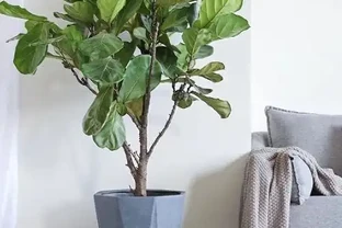 客廳放什麼植物最有格調？這6種「旺宅樹」顏值高還好養，回家就是治癒