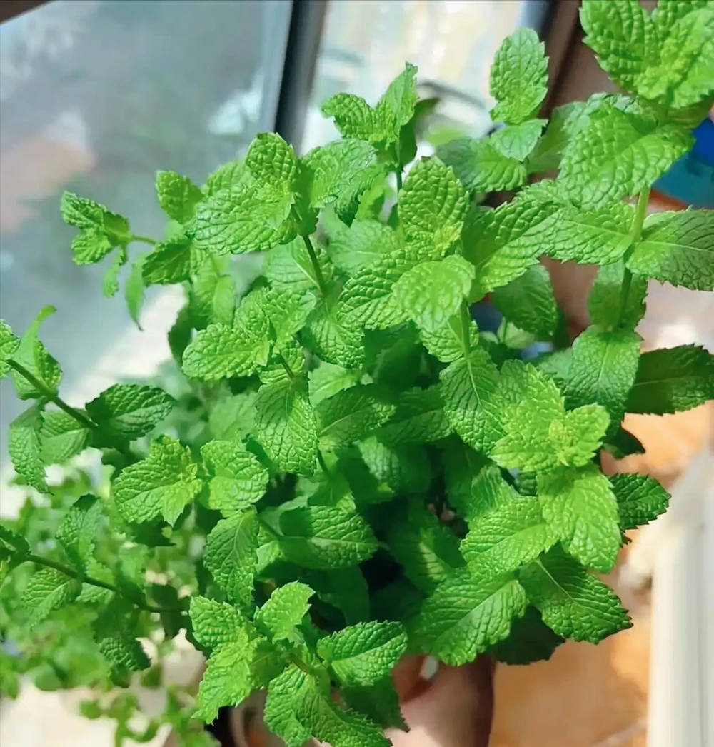 養花二十年心得!10種皮實花草,懶人隨手養就瘋長
