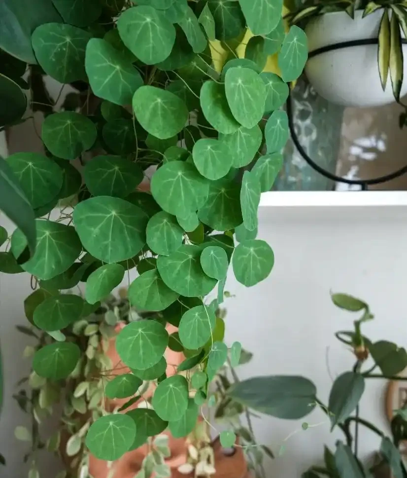養花二十年心得!10種皮實花草,懶人隨手養就瘋長