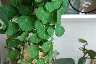 養花二十年心得！10種皮實花草，懶人隨手養就瘋長