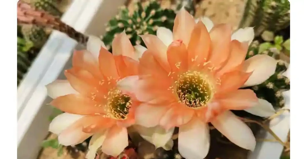 別再當「植物殺手」了!這篇仙人掌球養護秘籍,從根源杜絕腐根,新手也能養出開花機器