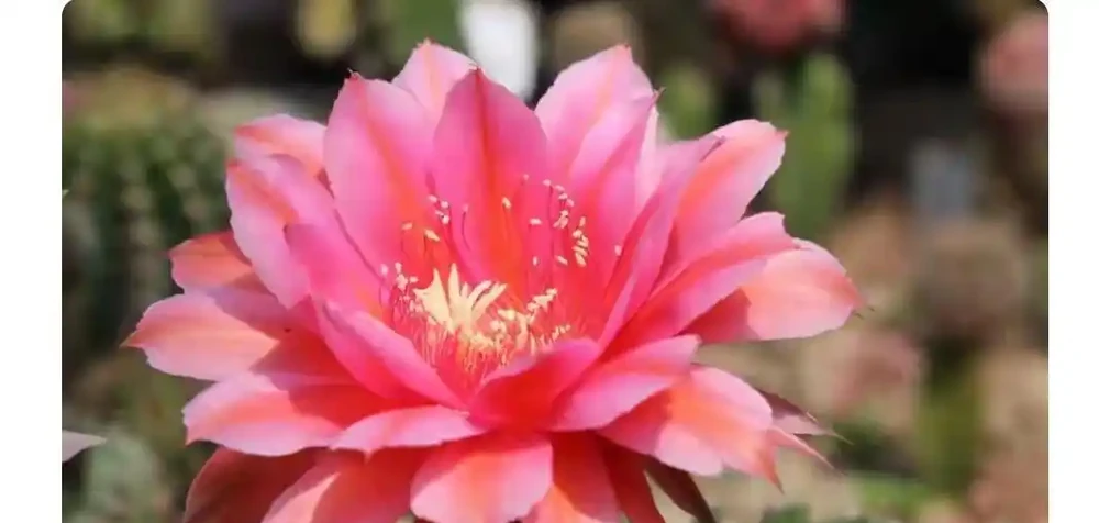 別再當「植物殺手」了!這篇仙人掌球養護秘籍,從根源杜絕腐根,新手也能養出開花機器