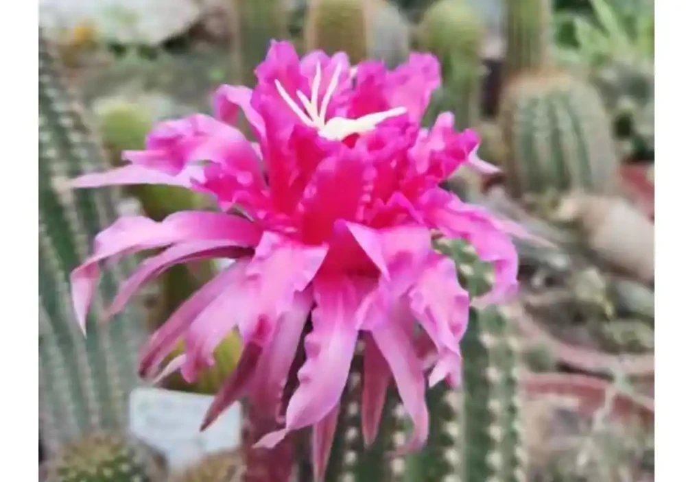 別再當「植物殺手」了!這篇仙人掌球養護秘籍,從根源杜絕腐根,新手也能養出開花機器