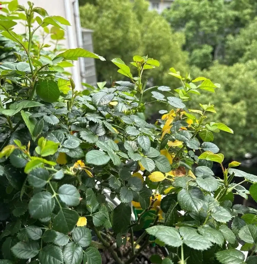 玫瑰黃葉別慌!老花匠親授「3招急救術」,7天止黃,新芽蹭蹭冒