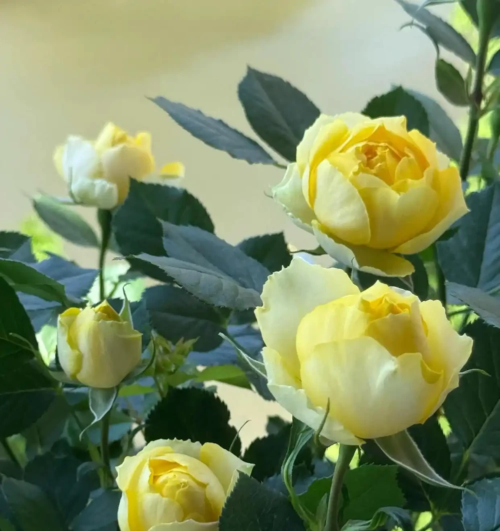 玫瑰黃葉別慌!老花匠親授「3招急救術」,7天止黃,新芽蹭蹭冒
