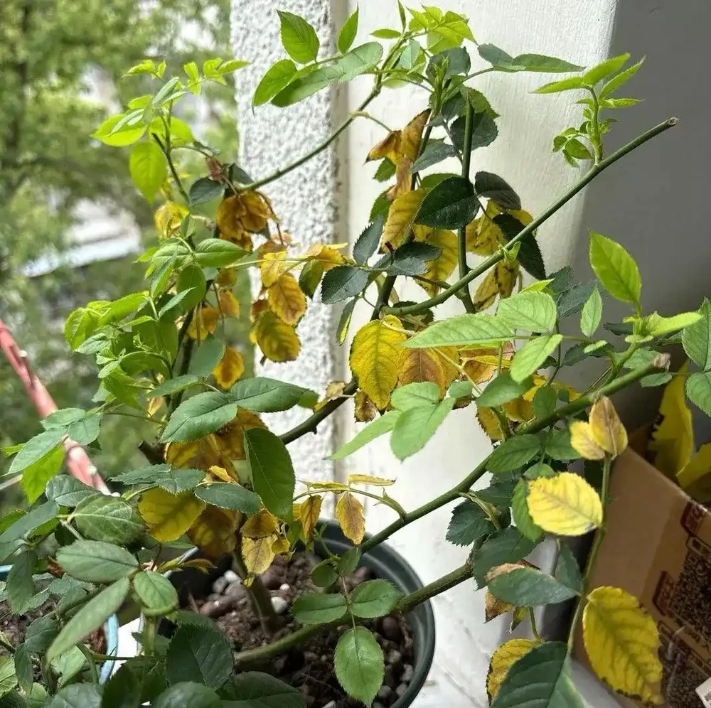 玫瑰黃葉別慌!老花匠親授「3招急救術」,7天止黃,新芽蹭蹭冒