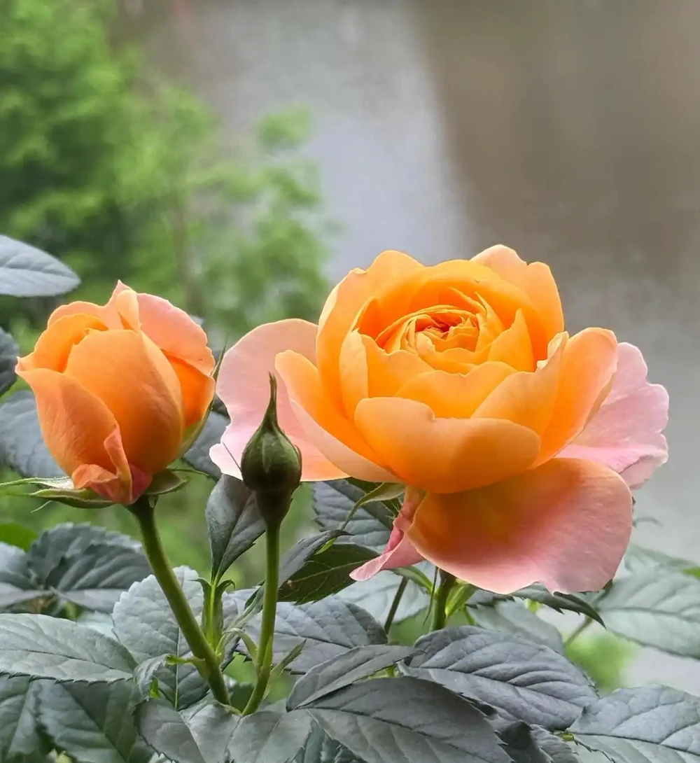 玫瑰黃葉別慌!老花匠親授「3招急救術」,7天止黃,新芽蹭蹭冒